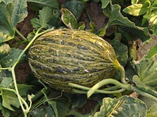 斗牛蜜瓜🍈 商品图1