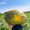 斗牛蜜瓜🍈 商品缩略图3