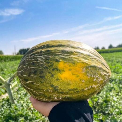 斗牛蜜瓜🍈 商品图3