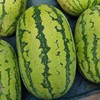 【预售】 宁夏硒砂瓜（25斤左右/个  多退少补）9118 商品缩略图0