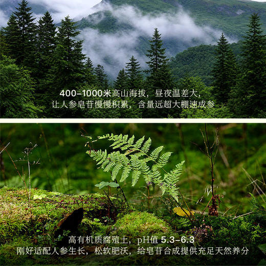 正安 2026年鲜挖 15年/20年野山参人参鲜参 籽货鲜参 大于15g/根【不可用券】【预售至8月5日起陆续发出】 商品图2
