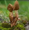 秘境山珍野生菌组合 商品缩略图5