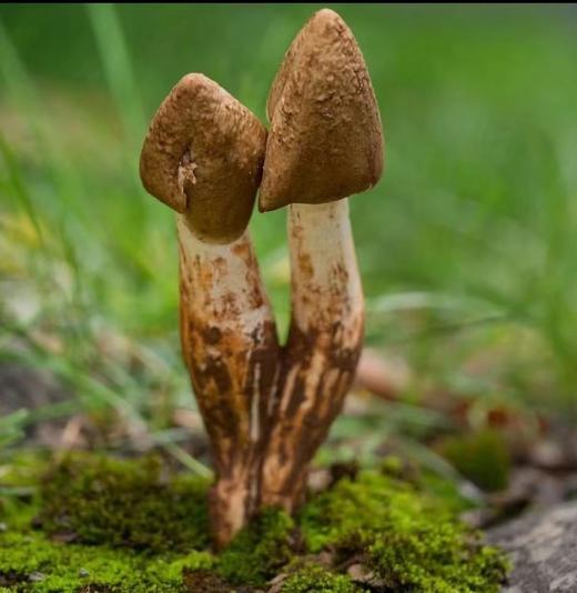 秘境山珍野生菌组合 商品图5