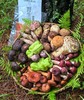 秘境山珍野生菌组合 商品缩略图1