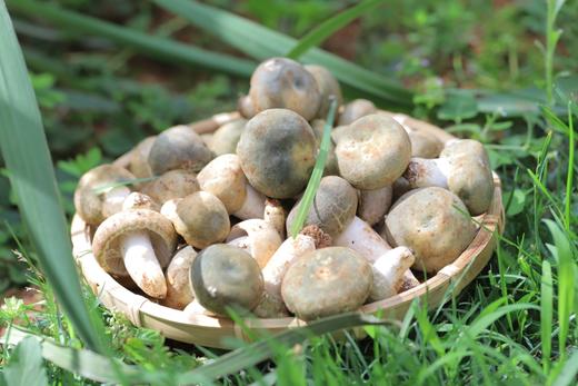 秘境山珍野生菌组合 商品图3