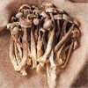 【社群接龙】干鹿茸菇（1斤） 171380 商品缩略图0