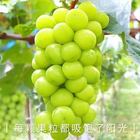 【社群接龙】阳光玫瑰葡萄（2-2.5斤左右/串）9018