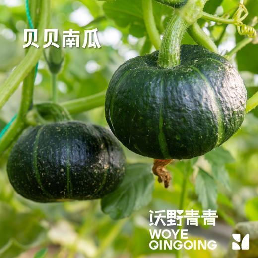 沃野青青生态南瓜组合7斤装/箱   有机方式种植  顺丰发货 商品图2