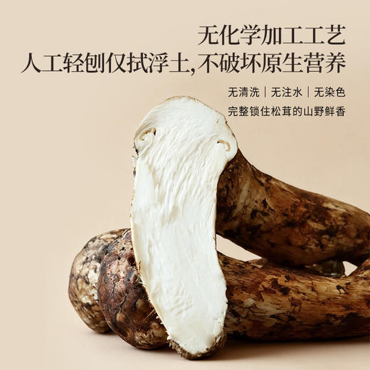 正安 甄选高海拔新鲜松茸【不叠加其他活动】高海拔严选  每年仅此一季  顺丰发货新鲜直达【新鲜产品不接受退换货，请及时签收】 商品图1