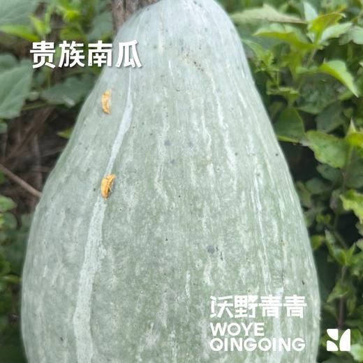 沃野青青生态南瓜组合7斤装/箱   有机方式种植  顺丰发货 商品图6