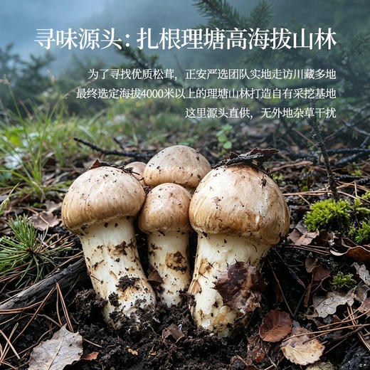 正安 甄选高海拔新鲜松茸【不叠加其他活动】高海拔严选  每年仅此一季  顺丰发货新鲜直达【新鲜产品不接受退换货，请及时签收】 商品图3