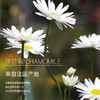 法国洋甘菊精油10ml【单方精油·需搭配使用】修护肌肤 换季维稳 红肿敏敏肌推荐 22年精油经验【嘉媚乐】 商品缩略图2