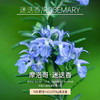 摩洛哥迷迭香精油10ml【单方精油·需搭配使用】专注焕活肌肤 清澈肌肤 专心伴读超典精油 22年精油经验【嘉媚乐】 商品缩略图3