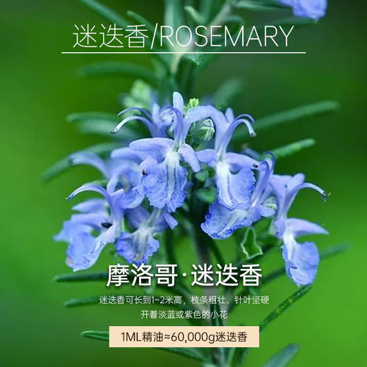 摩洛哥迷迭香精油10ml【单方精油·需搭配使用】专注焕活肌肤 清澈肌肤 专心伴读超典精油 22年精油经验【嘉媚乐】 商品图3
