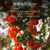 玫瑰果油30ml【基础油·可搭配单方精油】淡化细纹 温柔呵护轻熟龄肌肤   22年精油经验【嘉媚乐】 商品缩略图1