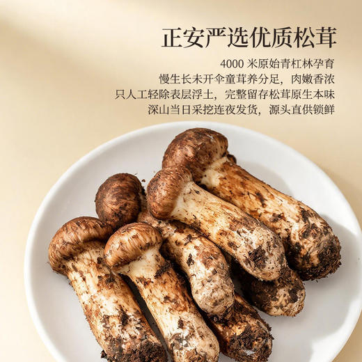 正安 甄选高海拔新鲜松茸【不叠加其他活动】高海拔严选  每年仅此一季  顺丰发货新鲜直达【新鲜产品不接受退换货，请及时签收】 商品图4