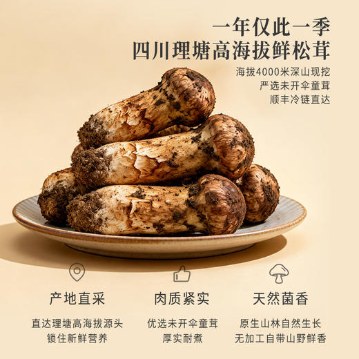 正安 甄选高海拔新鲜松茸【不叠加其他活动】高海拔严选  每年仅此一季  顺丰发货新鲜直达【新鲜产品不接受退换货，请及时签收】 商品图8