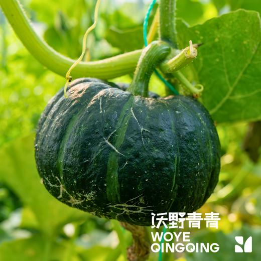 沃野青青生态南瓜组合7斤装/箱   有机方式种植  顺丰发货 商品图3