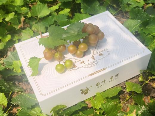 格威尔  （特点果皮比较厚，籽偏硬） 商品图12