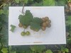 格威尔  （特点果皮比较厚，籽偏硬） 商品缩略图11