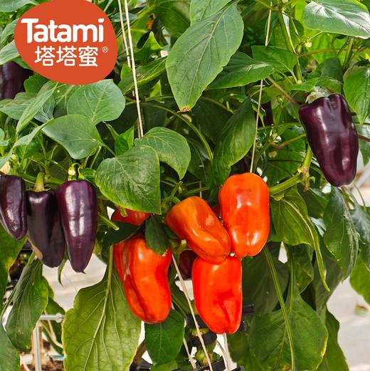 塔塔蜜®️变色龙脆甜椒 商品图9