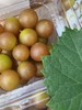 格威尔  （特点果皮比较厚，籽偏硬） 商品缩略图13