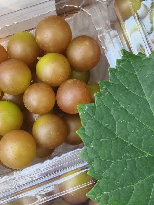 格威尔  （特点果皮比较厚，籽偏硬） 商品图13