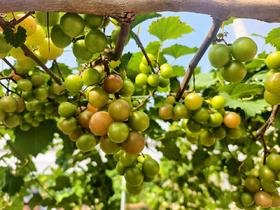 格威尔  （特点果皮比较厚，籽偏硬）