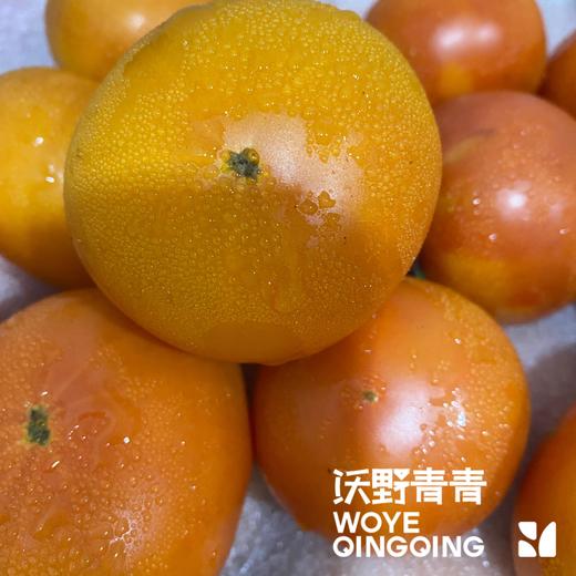 预售沃野青青露天生态水果西红柿  | 籽粒饱满 ，味道浓郁 商品图7