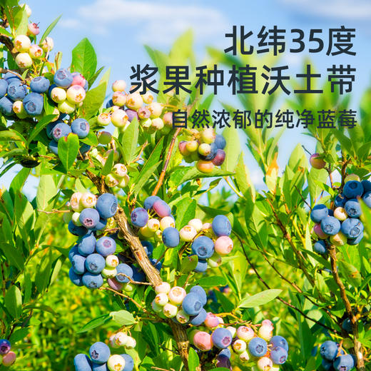 南航空厨蓝莓汁  150ML/袋*10袋/盒 商品图1