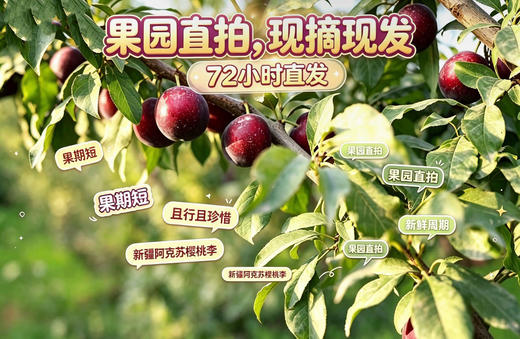 阿克苏樱桃李（新疆乡村振兴） 商品图2