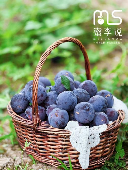 贵妃蜜李 商品图3