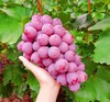 阳光玫瑰+吐鲁番红提葡萄（云南乡村振兴） 商品缩略图6