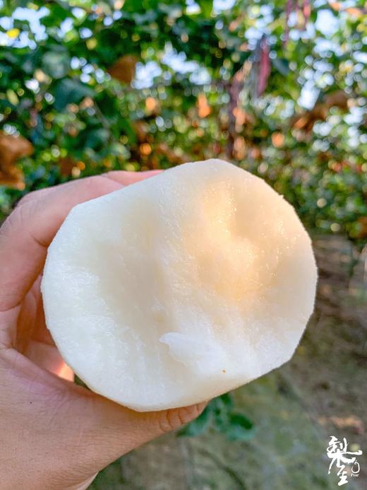 【山东莱阳秋月梨】 商品图7