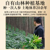 蜜制红参段 核心产区自由种植基地 拒绝防腐剂色素 补充元气精力女性友好红润人参 红参蜜片3g*14包/盒 商品缩略图2