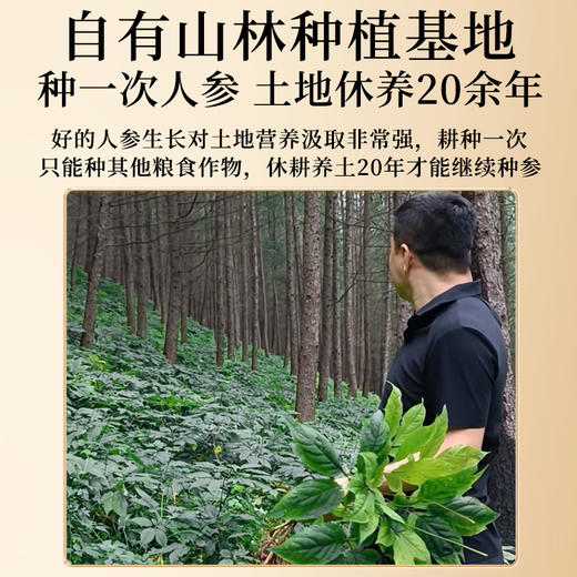 蜜制红参段 核心产区自由种植基地 拒绝防腐剂色素 补充元气精力女性友好红润人参 红参蜜片3g*14包/盒 商品图2
