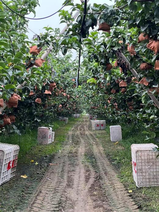 【山东莱阳秋月梨】 商品图4