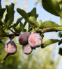 新疆喀什法兰西西梅 商品缩略图5