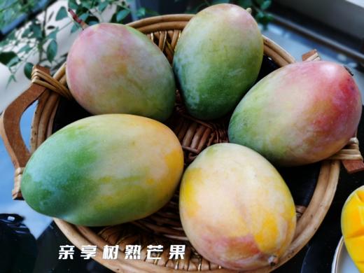 四川攀枝花 特级凯特芒5斤装 商品图3