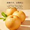 正安严选 砀山秋月梨礼盒款 金秋送礼限定 个大饱满脆甜多汁 秋燥肺部咳嗽咽喉老师 8个大果 商品缩略图4