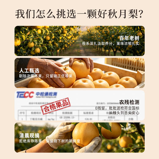 正安严选 砀山秋月梨礼盒款 金秋送礼限定 个大饱满脆甜多汁 秋燥肺部咳嗽咽喉老师 8个大果 商品图6