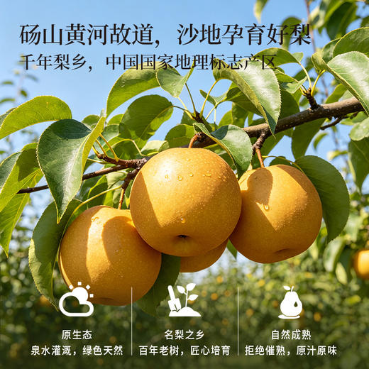 正安严选 砀山秋月梨礼盒款 金秋送礼限定 个大饱满脆甜多汁 秋燥肺部咳嗽咽喉老师 8个大果 商品图2