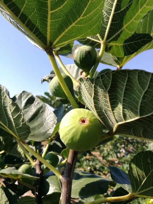 【预售】无花果整箱（5斤） 商品图4