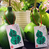 【十堰主城区包邮】云南青皮新鲜葫芦摆件（12-15cm）1个+卡片1张（8.27日发货） 商品缩略图0