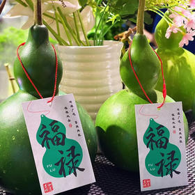 【十堰主城区包邮】云南青皮新鲜葫芦摆件（12-15cm）1个+卡片1张（8.27日发货）