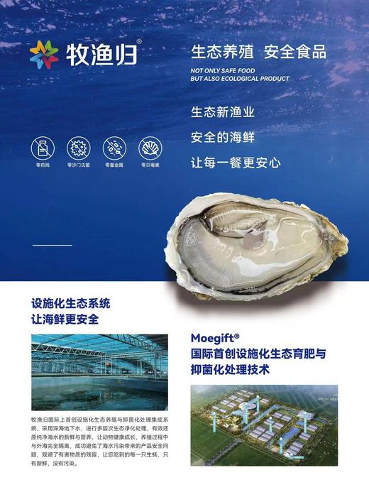 37°鲜国产刺身生蚝 商品图1