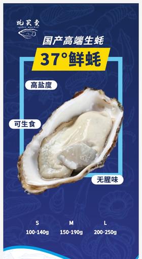 37°鲜国产刺身生蚝