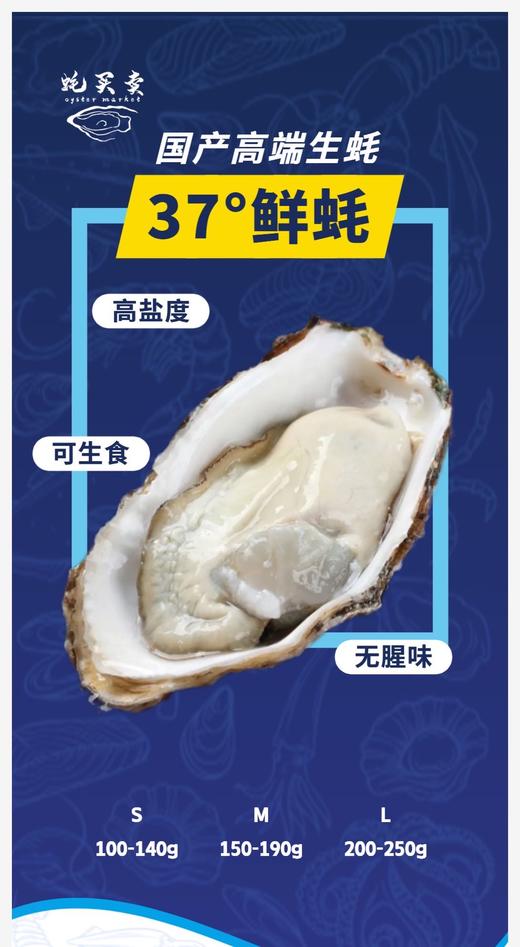 37°鲜国产刺身生蚝 商品图0