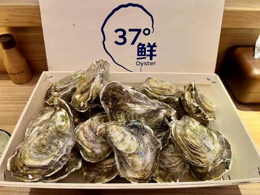 37°鲜国产刺身生蚝 商品图4