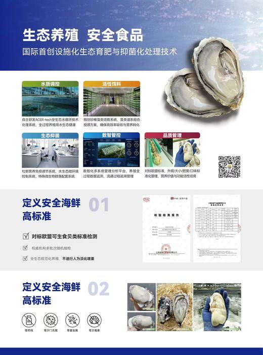 37°鲜国产刺身生蚝 商品图2